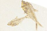 Plate of Two Fossil Fish (Diplomystus) - Wyoming #361109-1